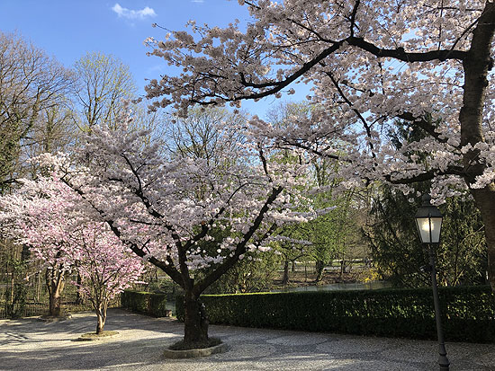 Kirschblüten in der Schwabinger Mandlstraße (Foto: Martin Schmitz)